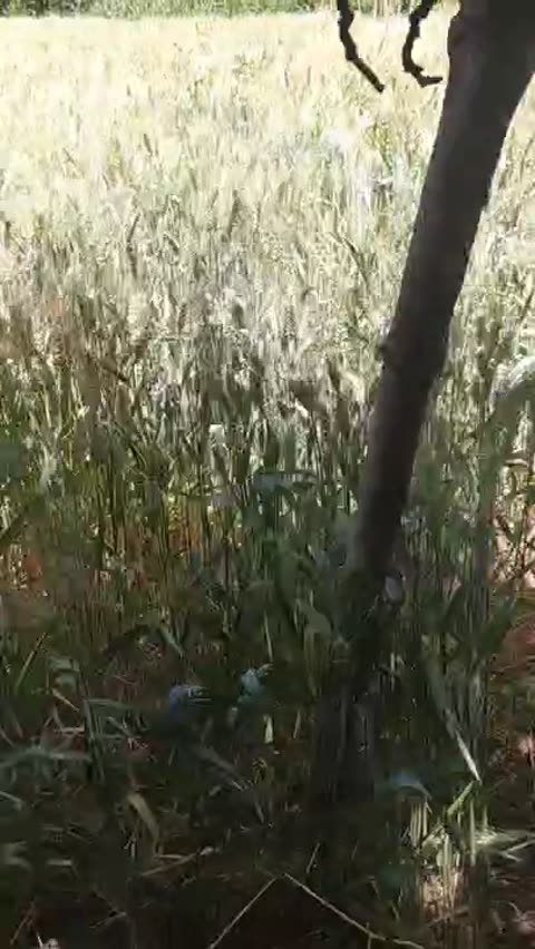صورة معاينة: بلدنا حينا مكان عيشنا مشاء الله