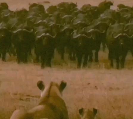 صورة معاينة: للهيبة معايير...