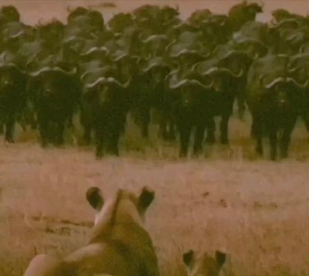 صورة معاينة: فيديو من Aljamil Eisa
