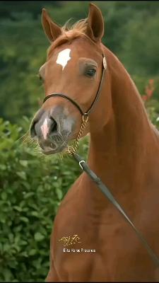صورة معاينة: جمالها مريح للعين، كأنه علاج لترميم الروح🤎🐎