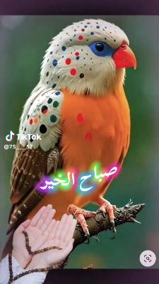 صورة معاينة: فيديو من Osama Zrwal