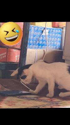 صورة معاينة: قطه 😂😂😂😂😂 وين الناس الجداد